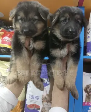 1-3 months Male Purebred German Shepherd