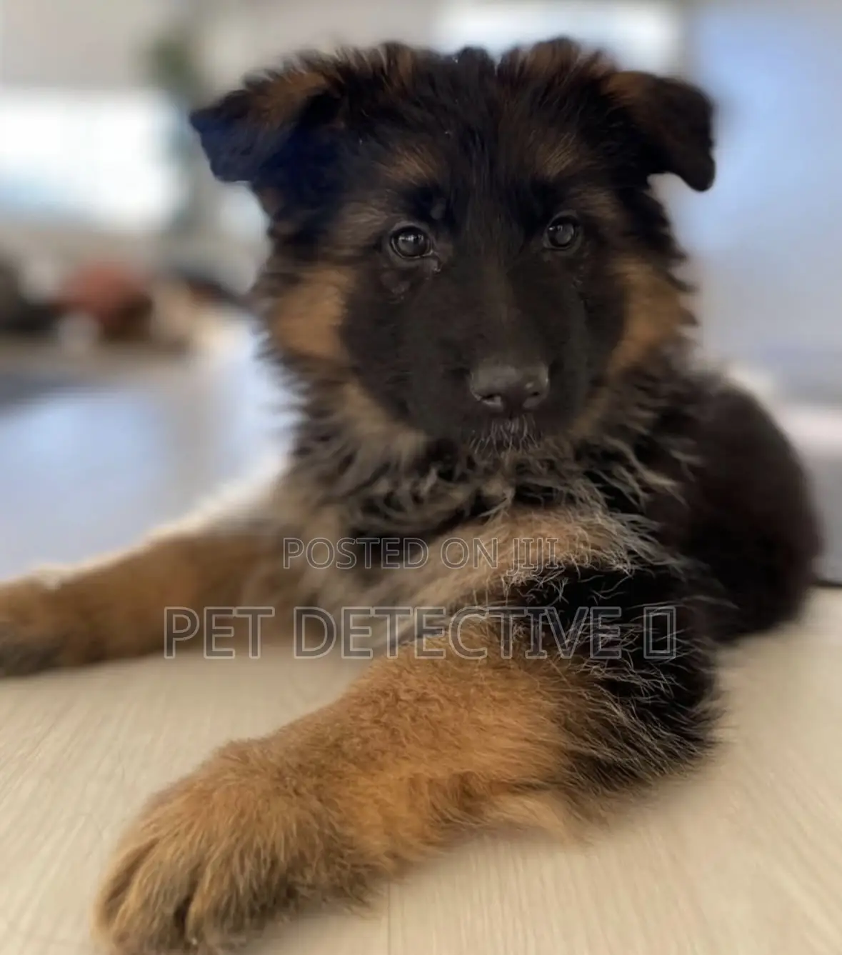 1-3 months Male Purebred German Shepherd