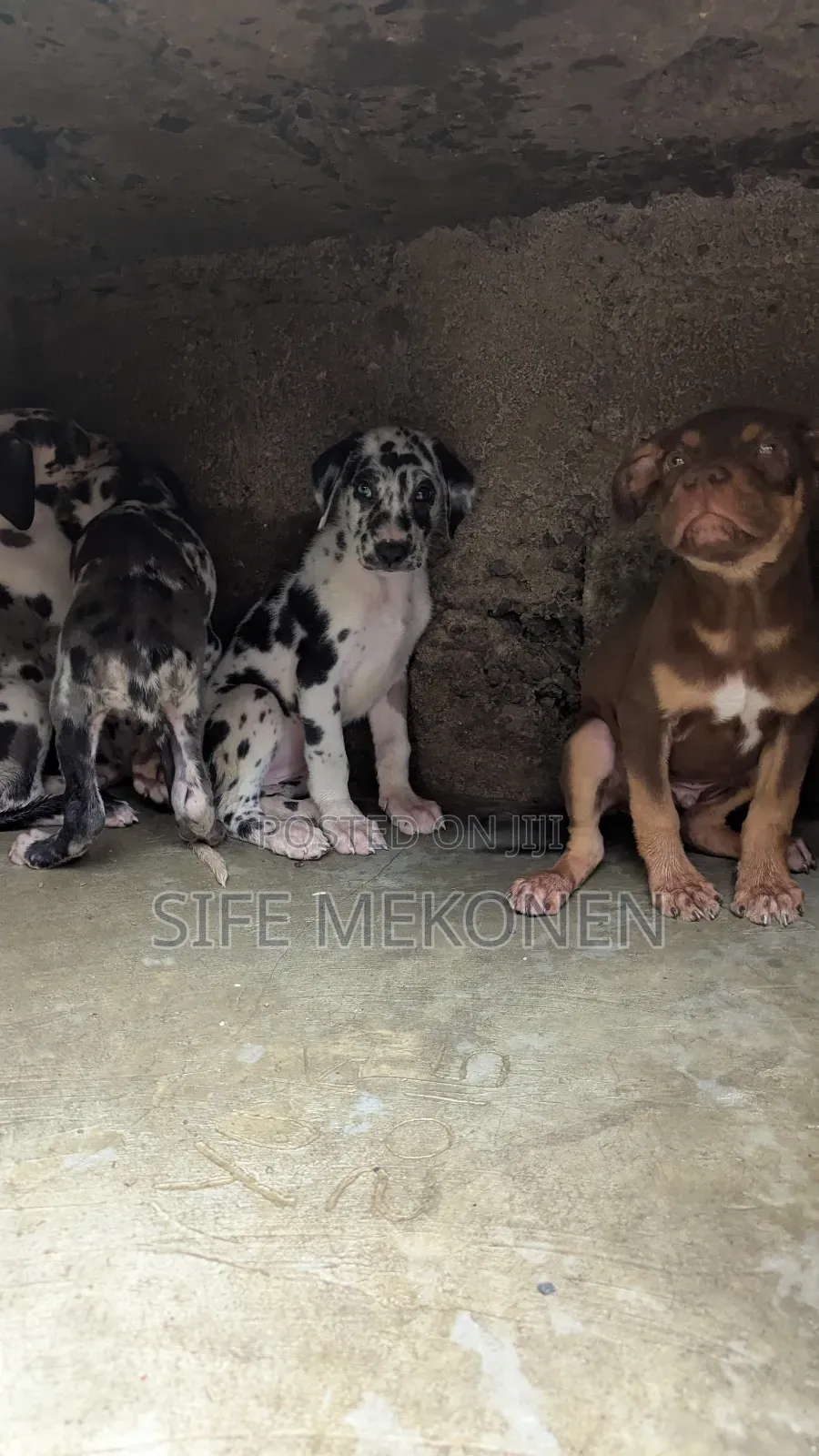 1-3 months Male Purebred American Pit Bull Terrier