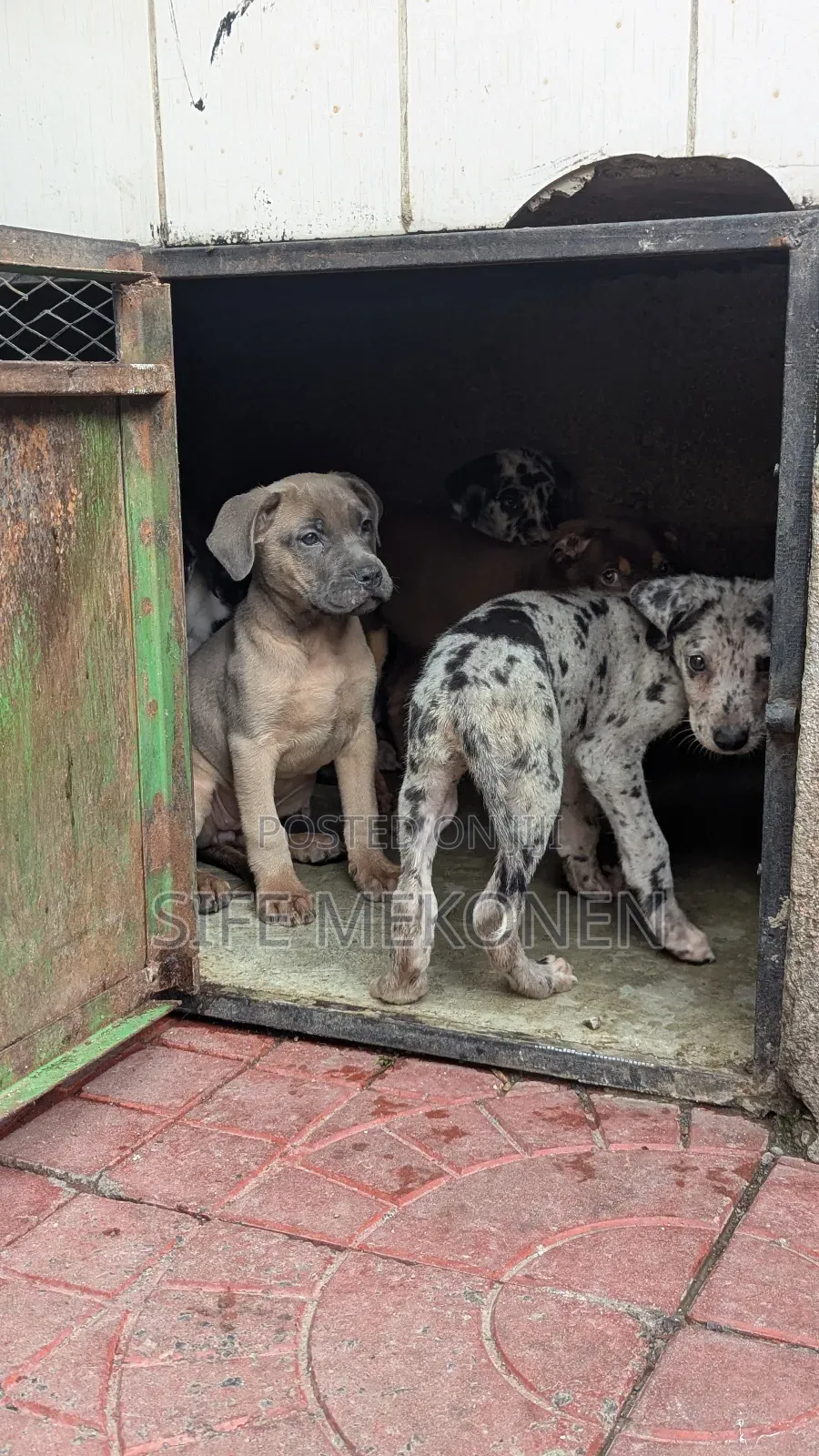 1-3 months Male Purebred American Pit Bull Terrier