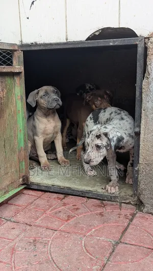 1-3 months Male Purebred American Pit Bull Terrier