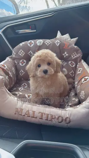 1-3 months Male Purebred Poodle