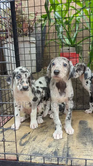 1-3 months Male Purebred Great Dane