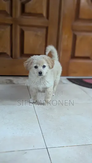 1-3 months Male Purebred Maltese