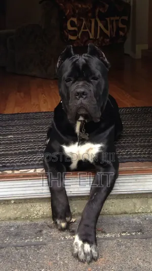 1-3 months Male Purebred Cane Corso