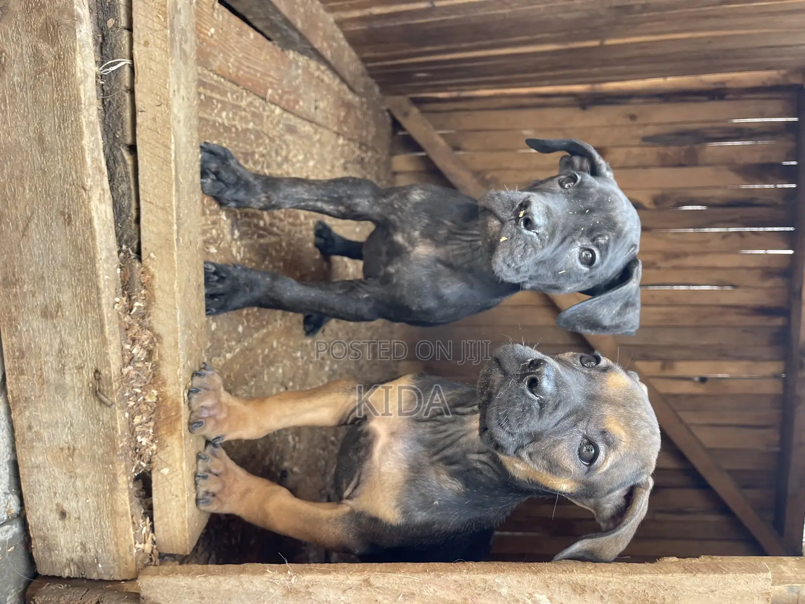 1-3 months Male Purebred Boerboel