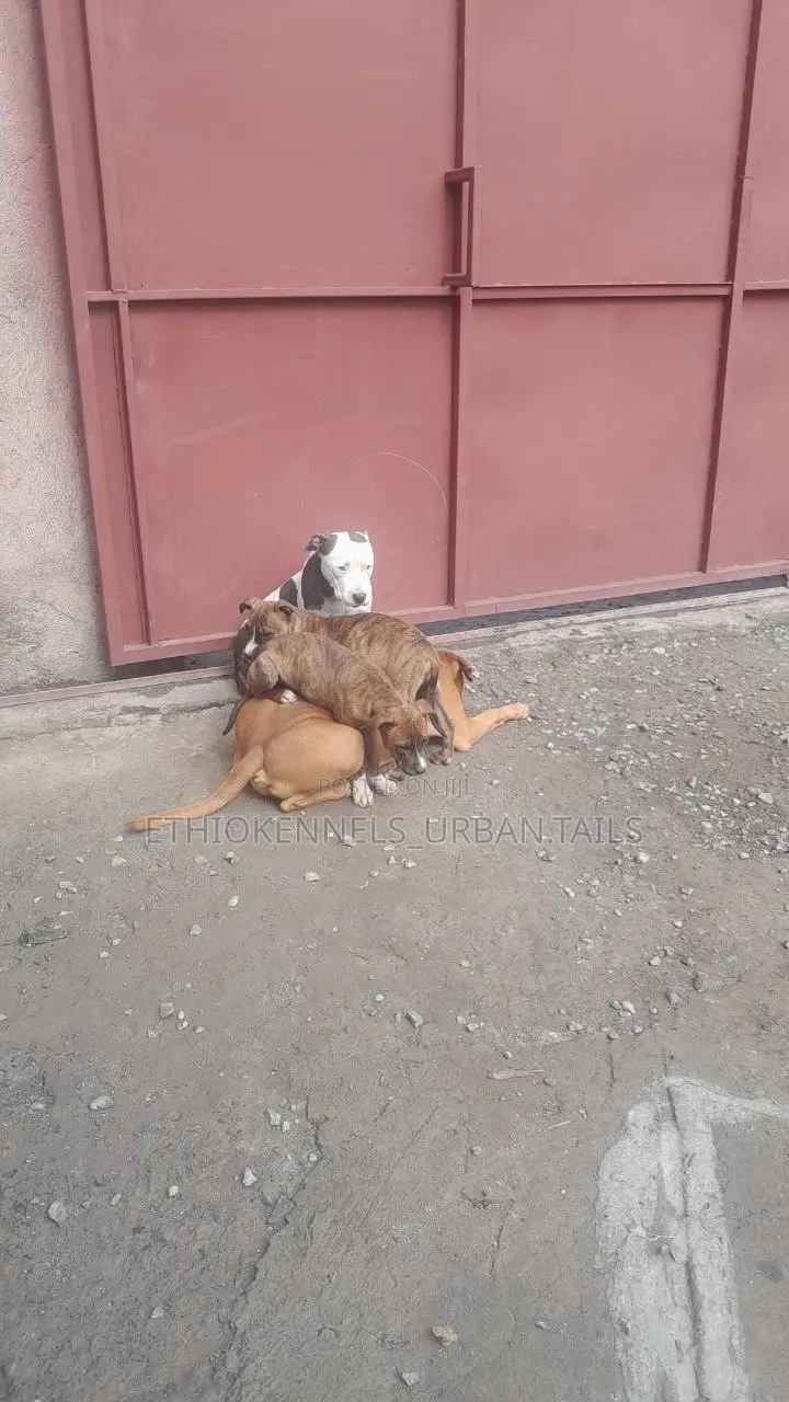 1-3 months Male Purebred American Pit Bull Terrier