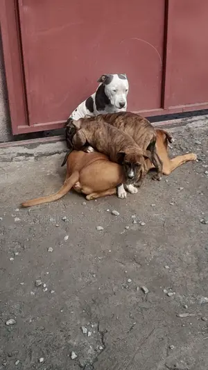 1-3 months Male Purebred American Pit Bull Terrier