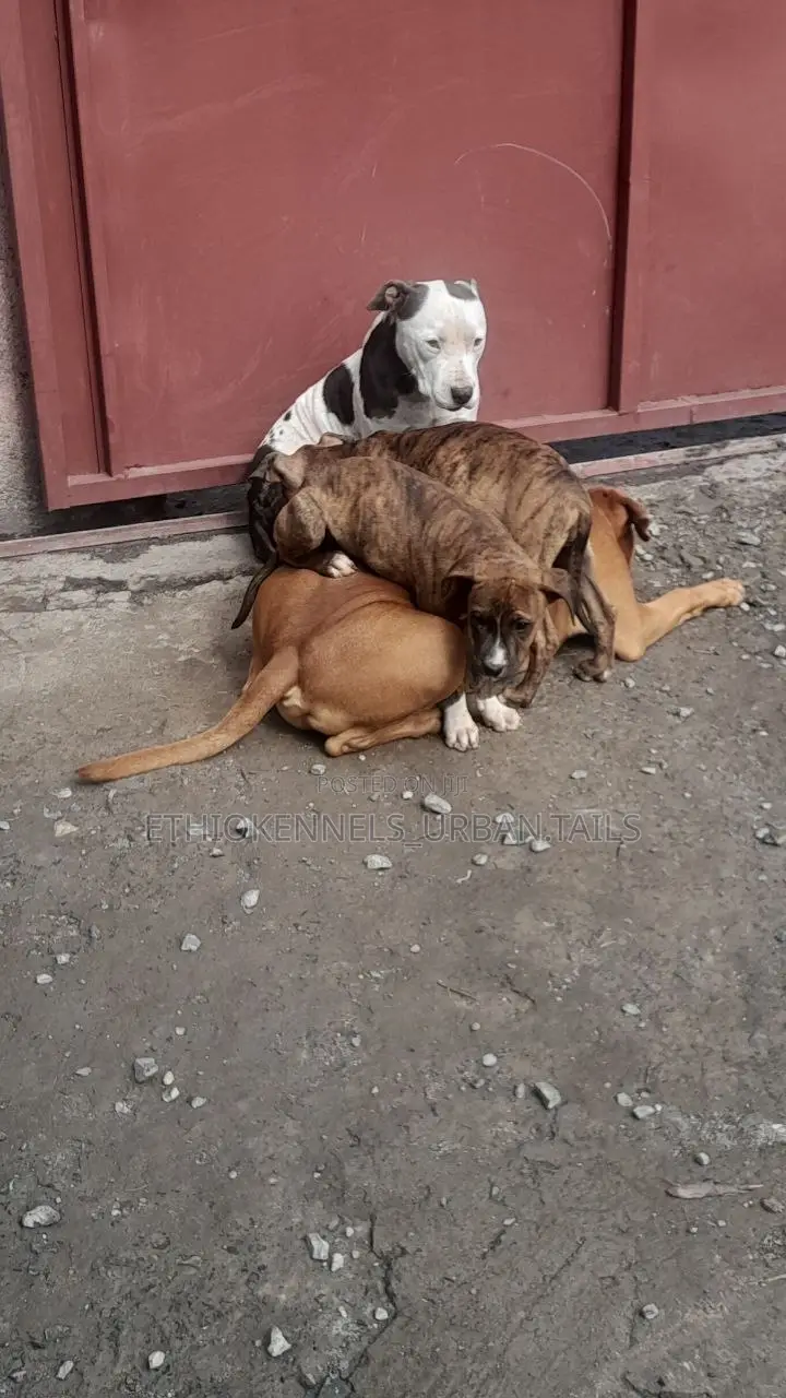 1-3 months Male Purebred American Pit Bull Terrier