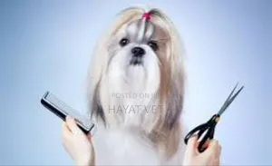 Groomimg Service
