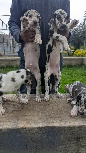 1-3 months Male Purebred Great Dane