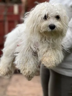6-12 months Male Purebred Maltese