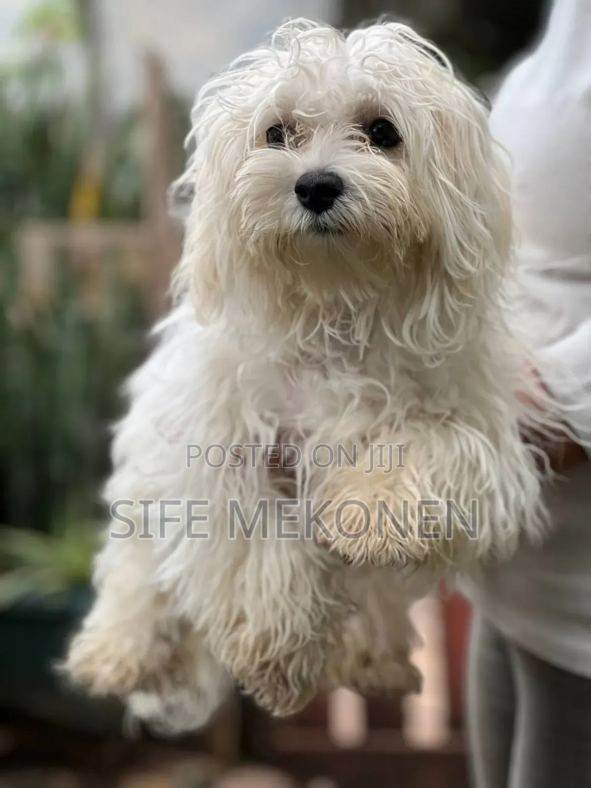 6-12 months Female Purebred Maltese
