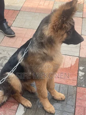 3-6 months Male Purebred German Shepherd