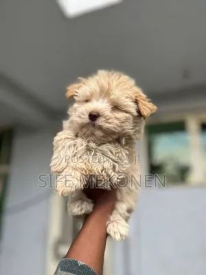 1-3 months Male Purebred Maltese
