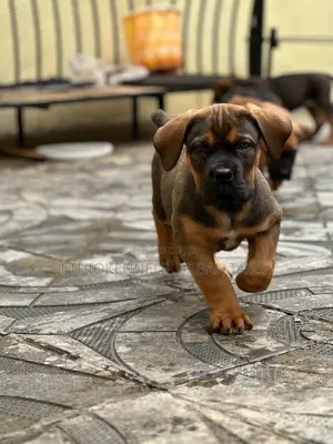 1-3 months Male Purebred Boerboel