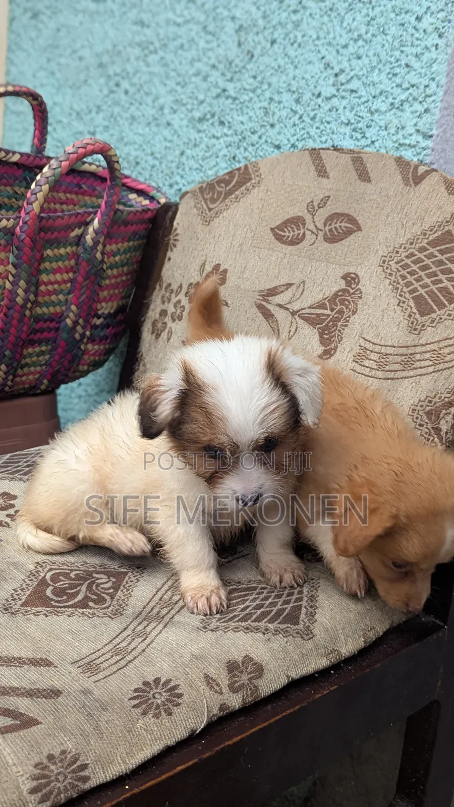 1-3 months Female Purebred Chihuahua