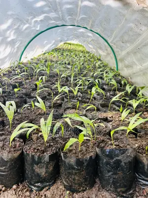 Archintophenix Alexandria Palm Seedlings