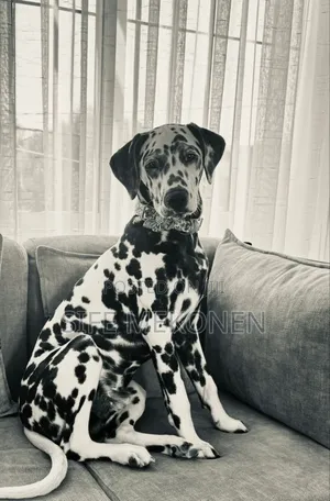 1-3 months Male Purebred Dalmatian
