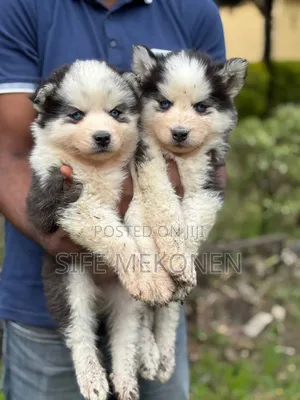 1-3 months Male Purebred Siberian Husky