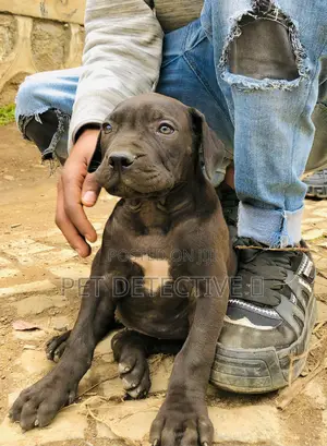 1-3 months Male Purebred Boerboel
