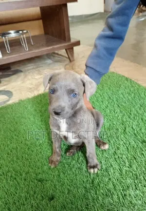 1-3 months Male Purebred American Pit Bull Terrier