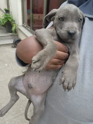 1-3 months Male Purebred American Pit Bull Terrier