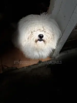 6-12 months Male Purebred Maltese