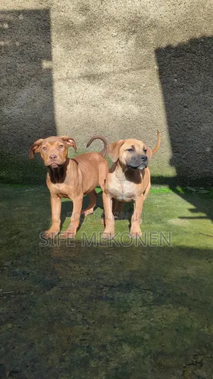 1-3 months Male Purebred Boerboel