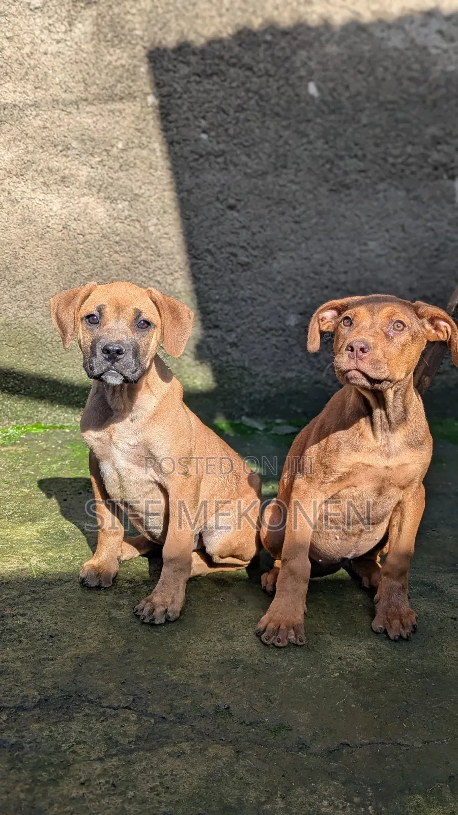 1-3 months Male Purebred Boerboel