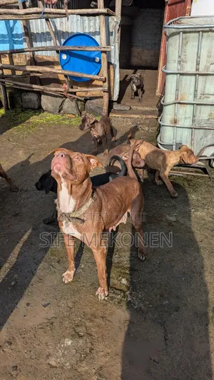 1-3 months Male Purebred American Pit Bull Terrier
