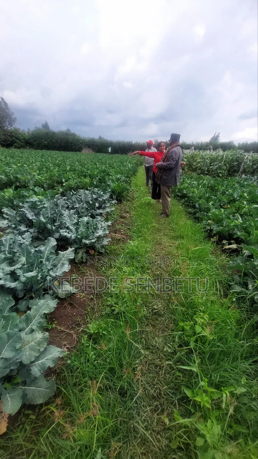 Agriculture Land for Sale or Rent