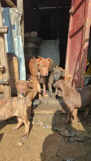 1-3 months Male Purebred American Pit Bull Terrier