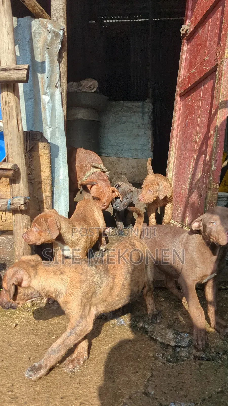 1-3 months Male Purebred American Pit Bull Terrier