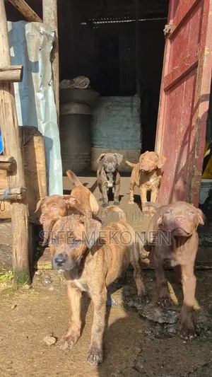 1-3 months Female Purebred American Pit Bull Terrier