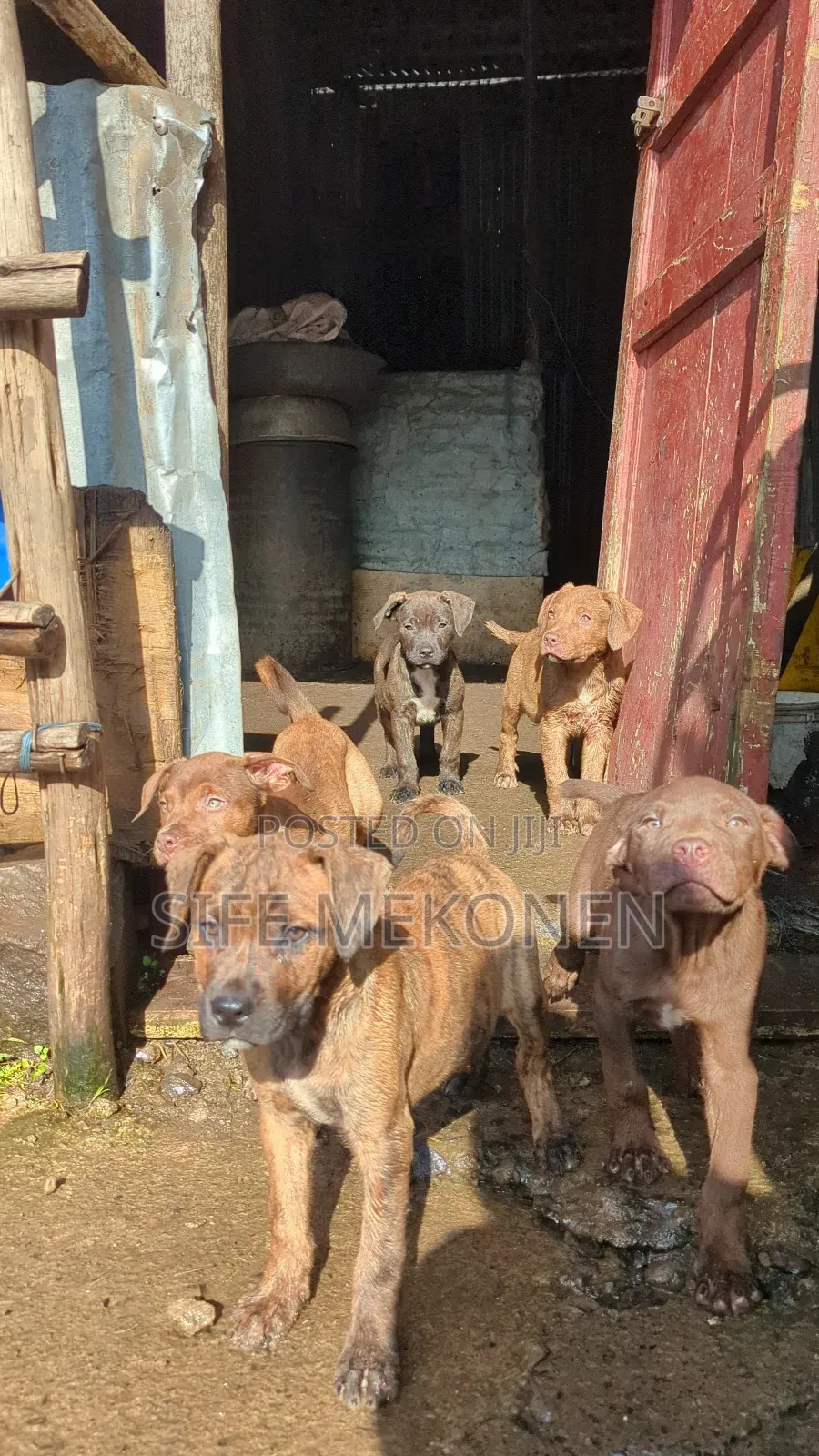 1-3 months Female Purebred American Pit Bull Terrier