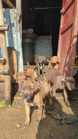 1-3 months Female Purebred American Pit Bull Terrier