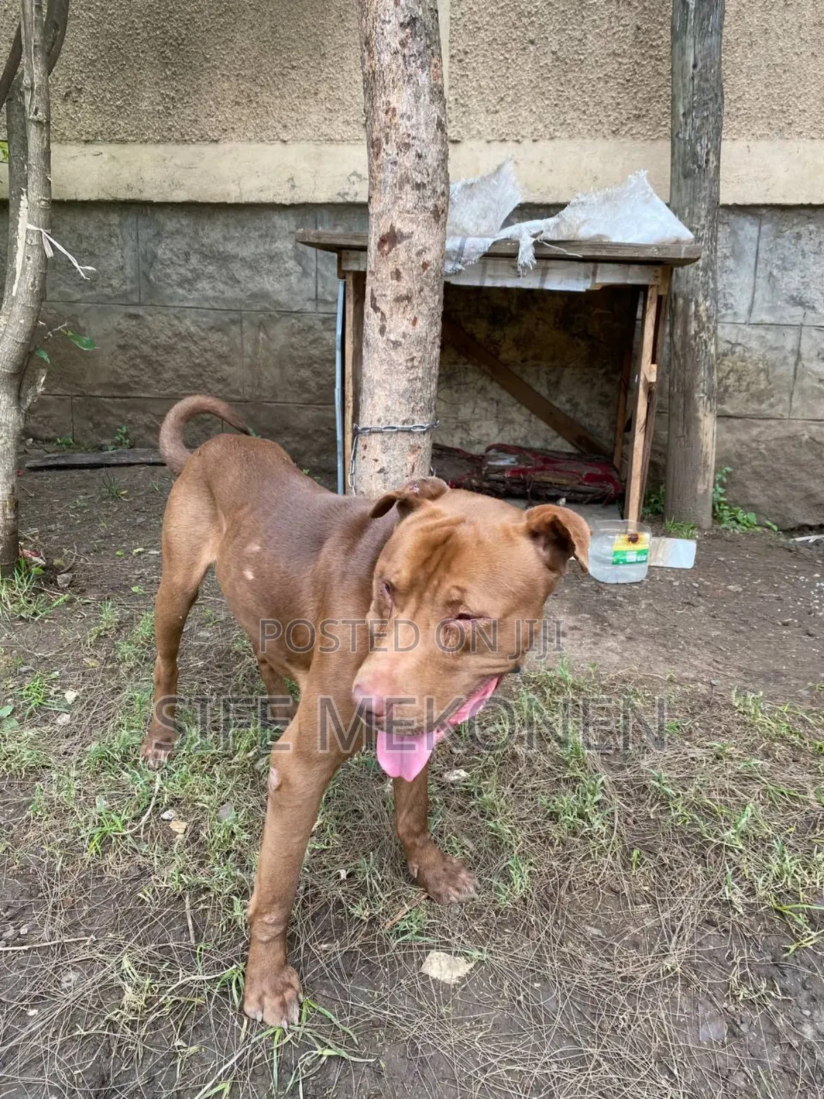 1-3 months Male Purebred American Pit Bull Terrier