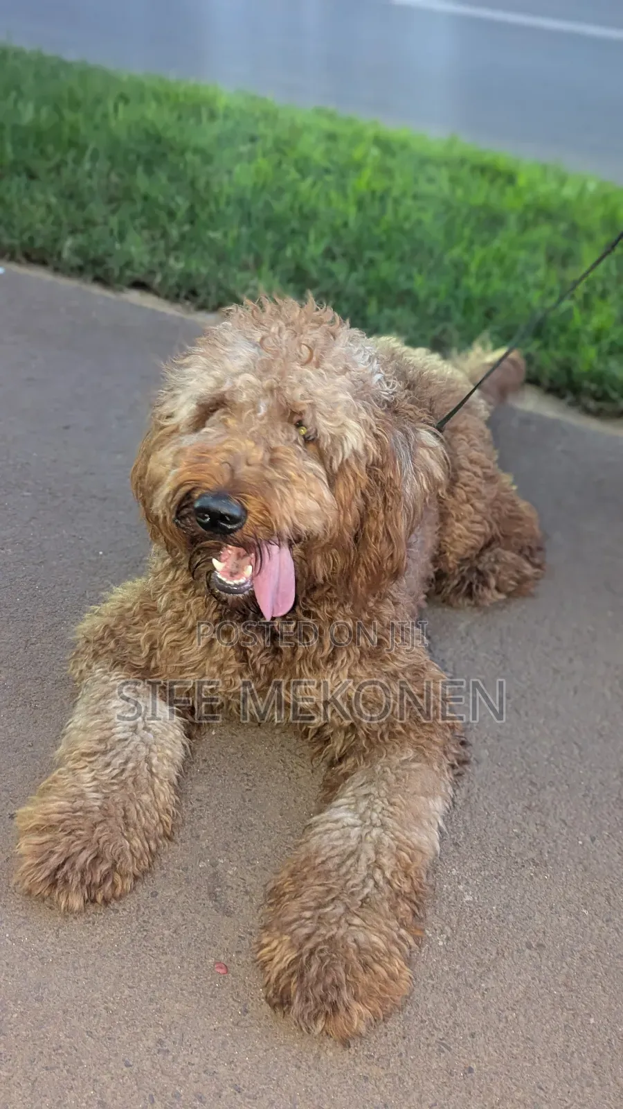 6-12 months Male Purebred Poodle