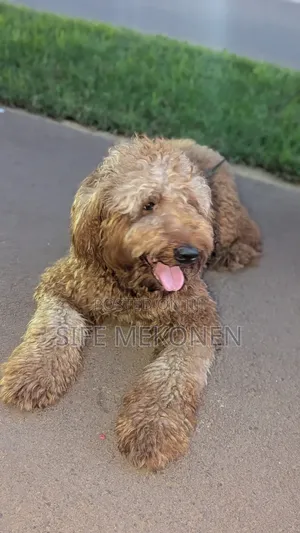 1-3 months Male Purebred Poodle