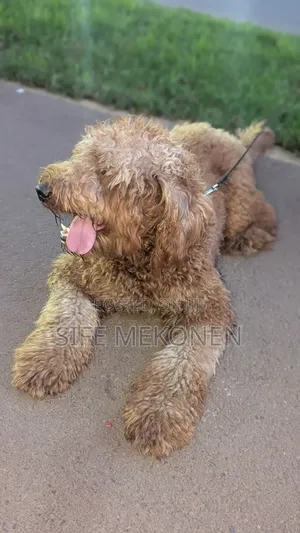 1-3 months Male Purebred Poodle