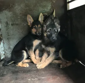 1-3 months Male Purebred German Shepherd