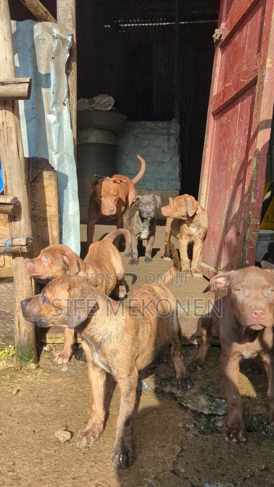 1-3 months Male Purebred American Pit Bull Terrier