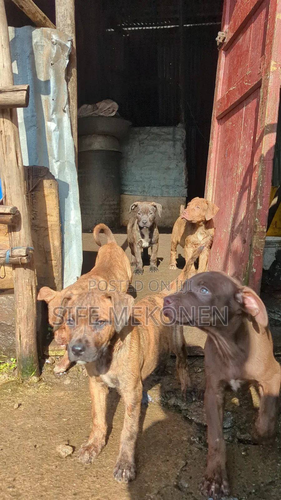 1-3 months Male Purebred American Pit Bull Terrier