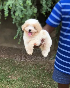1-3 months Male Purebred Maltese