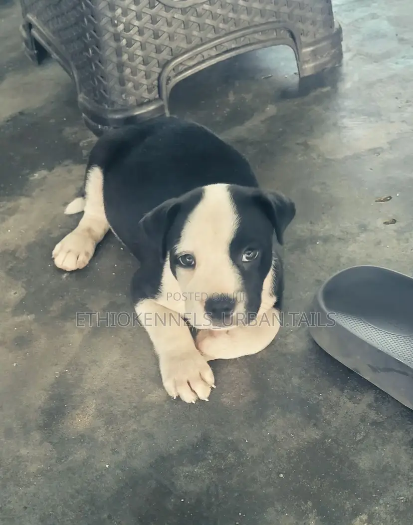 1-3 months Male Purebred American Pit Bull Terrier