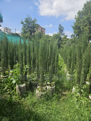 Cyprus Trees