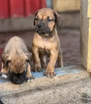 1-3 months Male Purebred American Pit Bull Terrier
