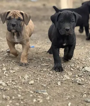 1-3 months Male Purebred Boerboel