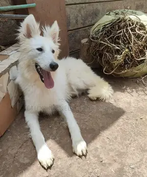 6-12 months Female Purebred German Shepherd